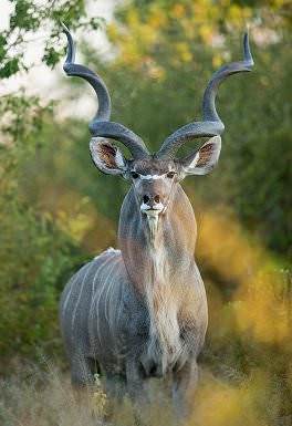An impressive kudu bull makes eye contact with the camera.