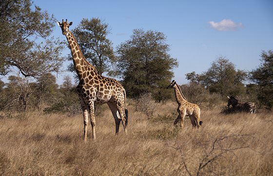 A giraffe and her calf in the bushveld.