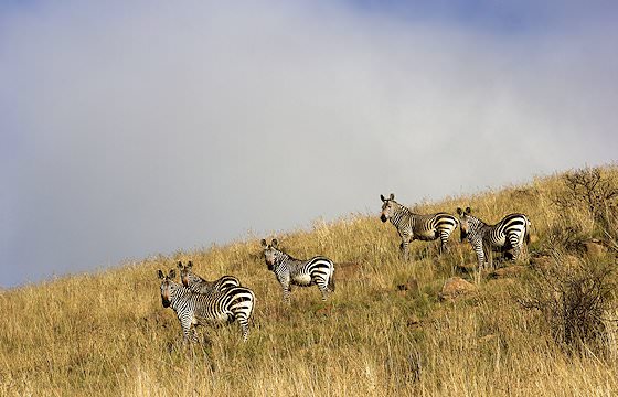 A small herd of mountain zebras in the Eastern Cape.