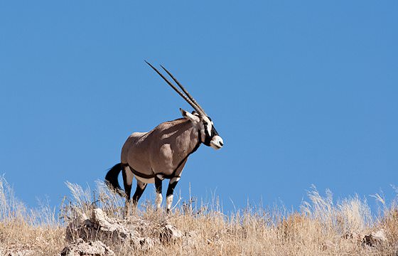 A gemsbok atop a rise in the Kalahari.