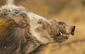The side profile of a bush pig.