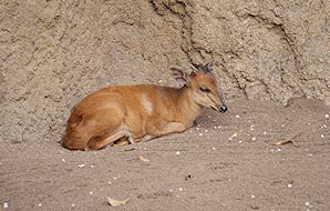 A red duiker rests in a corner.