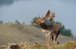 A fallow deer in a mountainous area.