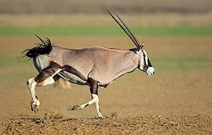 A gemsbok gallops across the desert.