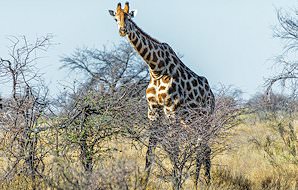 A giraffe wanders across woodland savanna in South Africa.