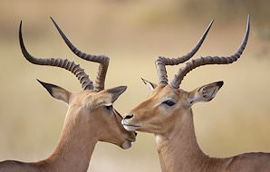 An impala ram and ewe.