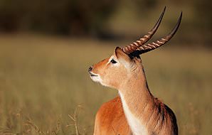 A red lechwe looks back over its shoulder.