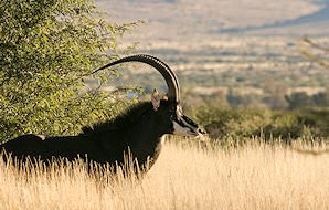 A sable antelope sticks out above very tall grass.