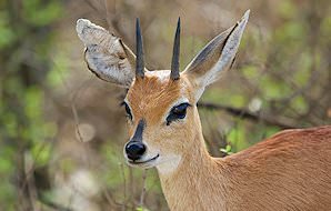An inquisitve steenbok pauses in the bush.
