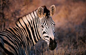 A close-up of a Burchell's zebra.