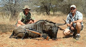 Blue wildebeest are popular for hunting in the bushveld.