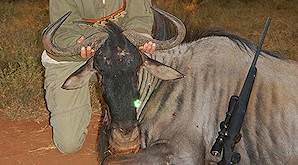 A blue wildebeest trophy is presented for a celebratory photograph.