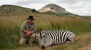 A Burchell's zebra hunt in the eastern Free State.