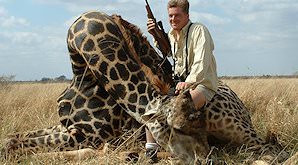 A giraffe hunted on a South African safari.