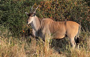 A Livingstone eland in the mopane woodland of Zimbabwe.