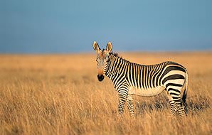 A mountain zebra in the grasslands of the Eastern Cape.
