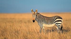 A mountain zebra on the plains of the Eastern Cape.