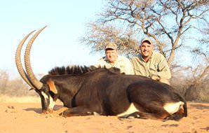 A sable antelope hunt in Zimbabwe.