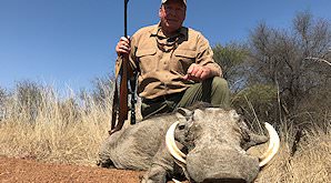 A warthog hunted on safari in South Africa.