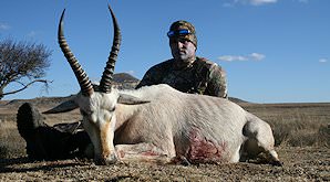 A hunter sits behind his white blesbok trophy.