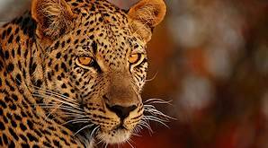 A close-up of a leopard.