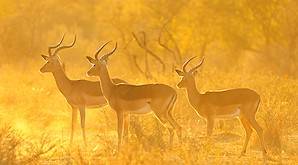 A herd of impalas illuminated by the setting sun.