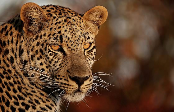 A close-up photograph of a leopard.