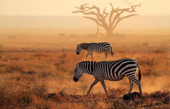 A pair of Burchell's zebras roam the bushveld.
