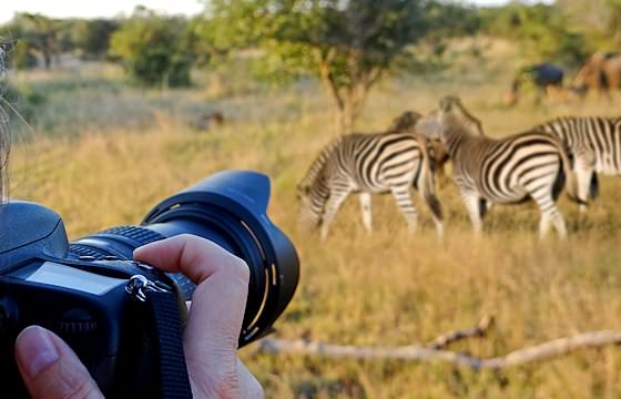 A photographer takes a photo of a herd of zebras.