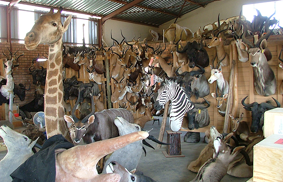 Various trophies at a taxidermist.