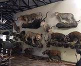 A fine base to hunt Africa's wild beasts from.