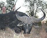 A Cape buffalo with impressive horns.
