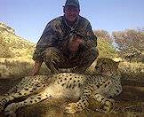 Cheetahs are usually hunted in Zimbabwe or Namibia.