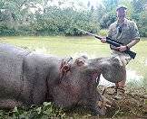 A hippo hunted on safari in Southern Africa.