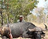 Cape buffalo can be hunted in South Africa, Zimbabwe and Mozambique.