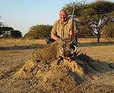 Warthogs can be hunted throughout most of southern Africa.