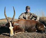 A blesbok hunted in South Africa.