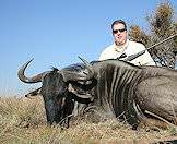 A blue wildebeest hunted on a South African hunting safari.