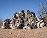 Zebras are popular plains game trophies.