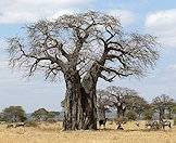 A baobab tree in the Kruger National Park.