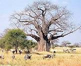 A baobab tree surrounded by blue wildebeest.