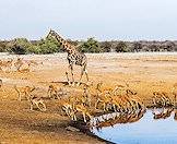 A giraffe and a herd of impala gather at waterhole.