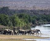 Elephants are often found along rivers and around water sources.