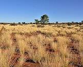 The Kalahari is a semi-arid desert.