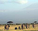 Elephants below the facade of Mount Kilimanjaro.