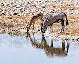 An impala and gemsbok drink alongside one another.