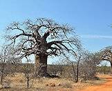 Baobab trees are inherently African.