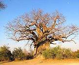 Baobab trees can become quite enormous.