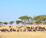 Blue wildebeest are also known as brindled gnu.