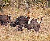 A lion hunts a Cape buffalo in the Kruger Park. 